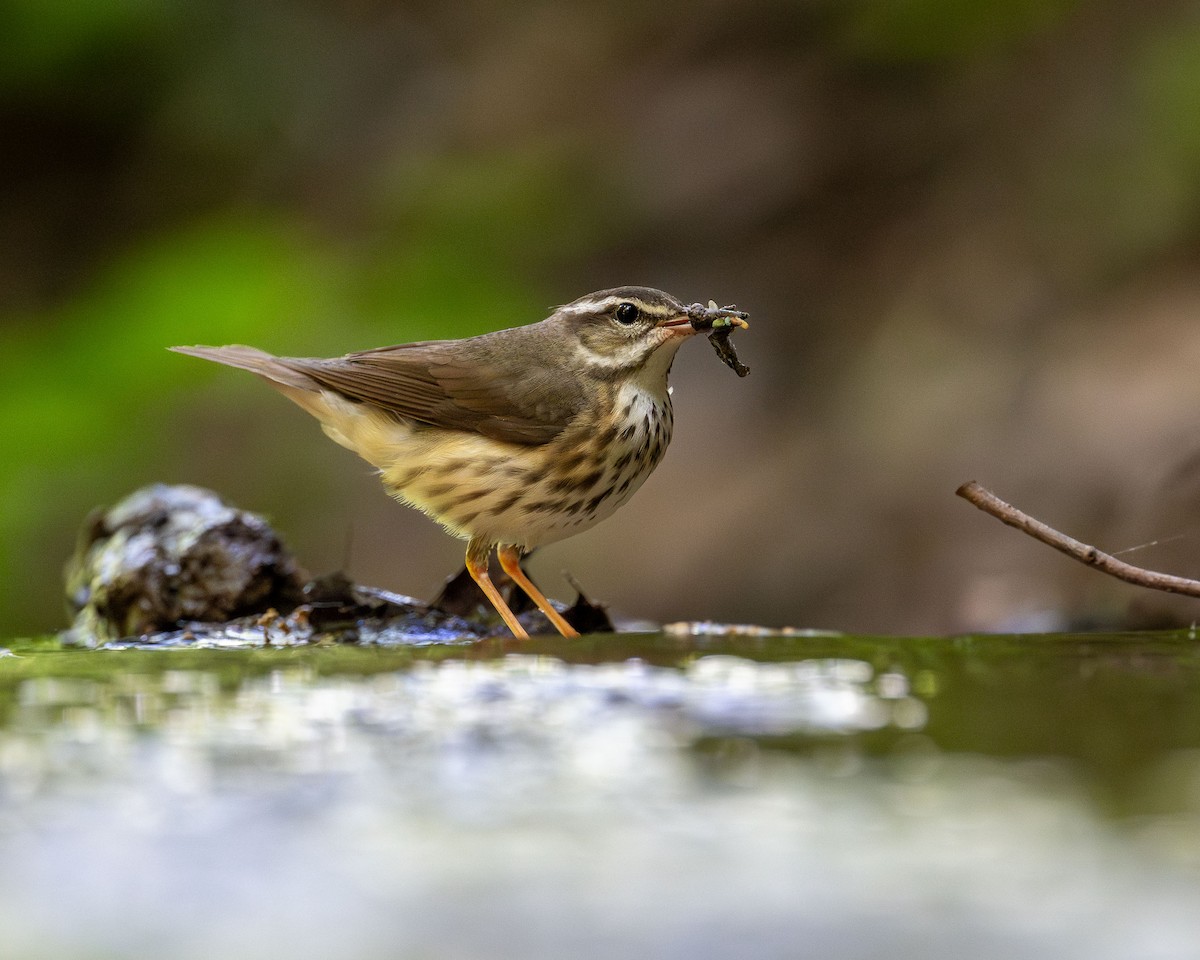 Louisiana Waterthrush - Ryan Shean