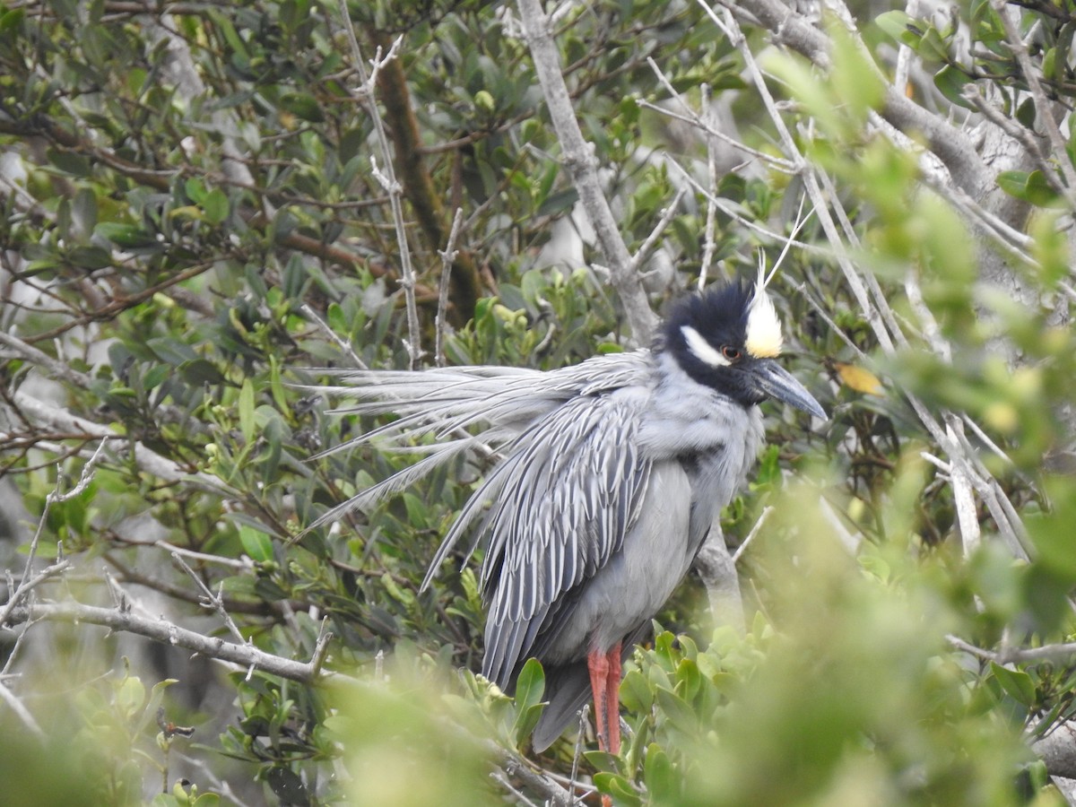 Yellow-crowned Night Heron - David Rios