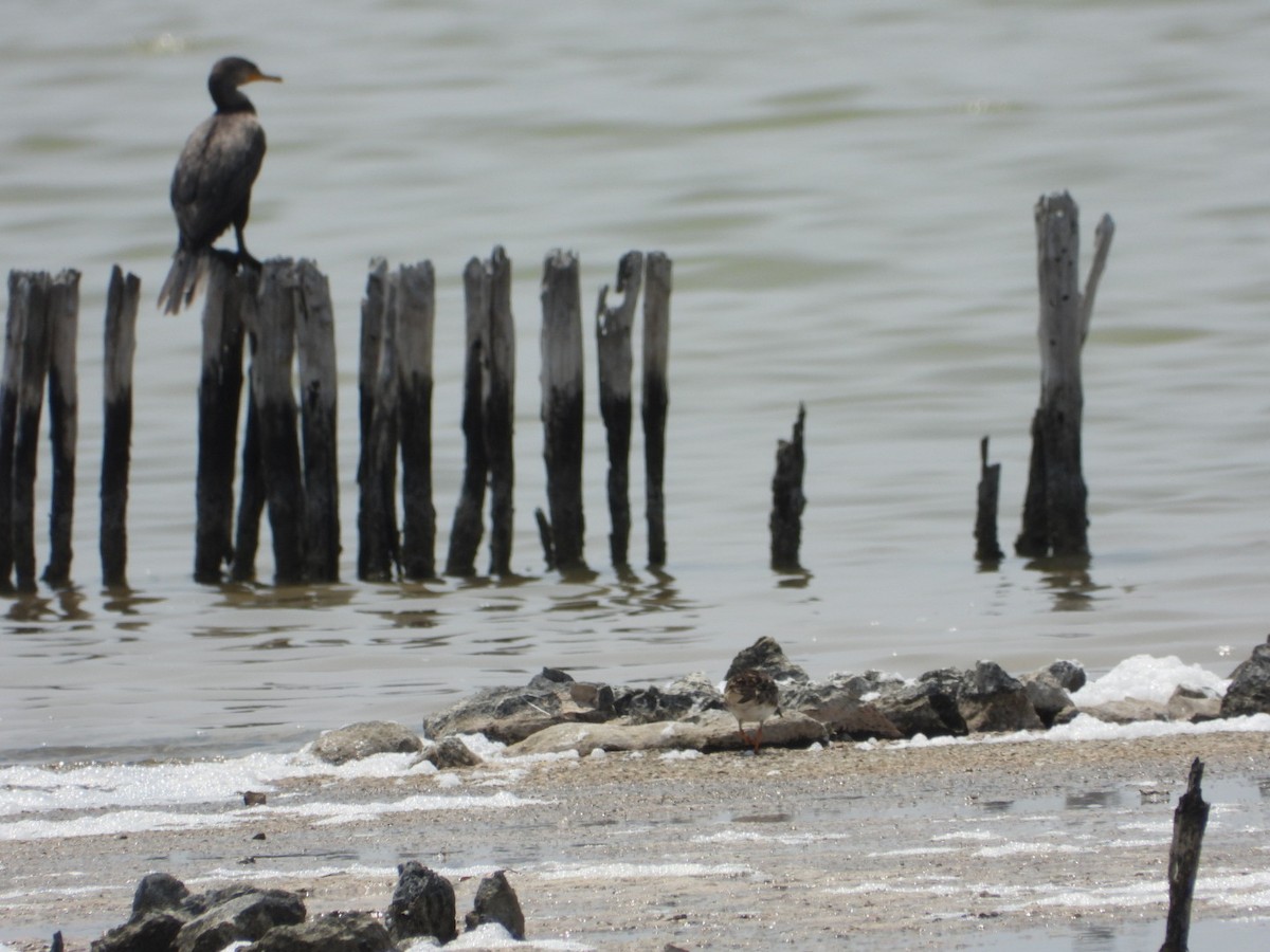 Neotropic Cormorant - Jose Antonio R Pasos Perez