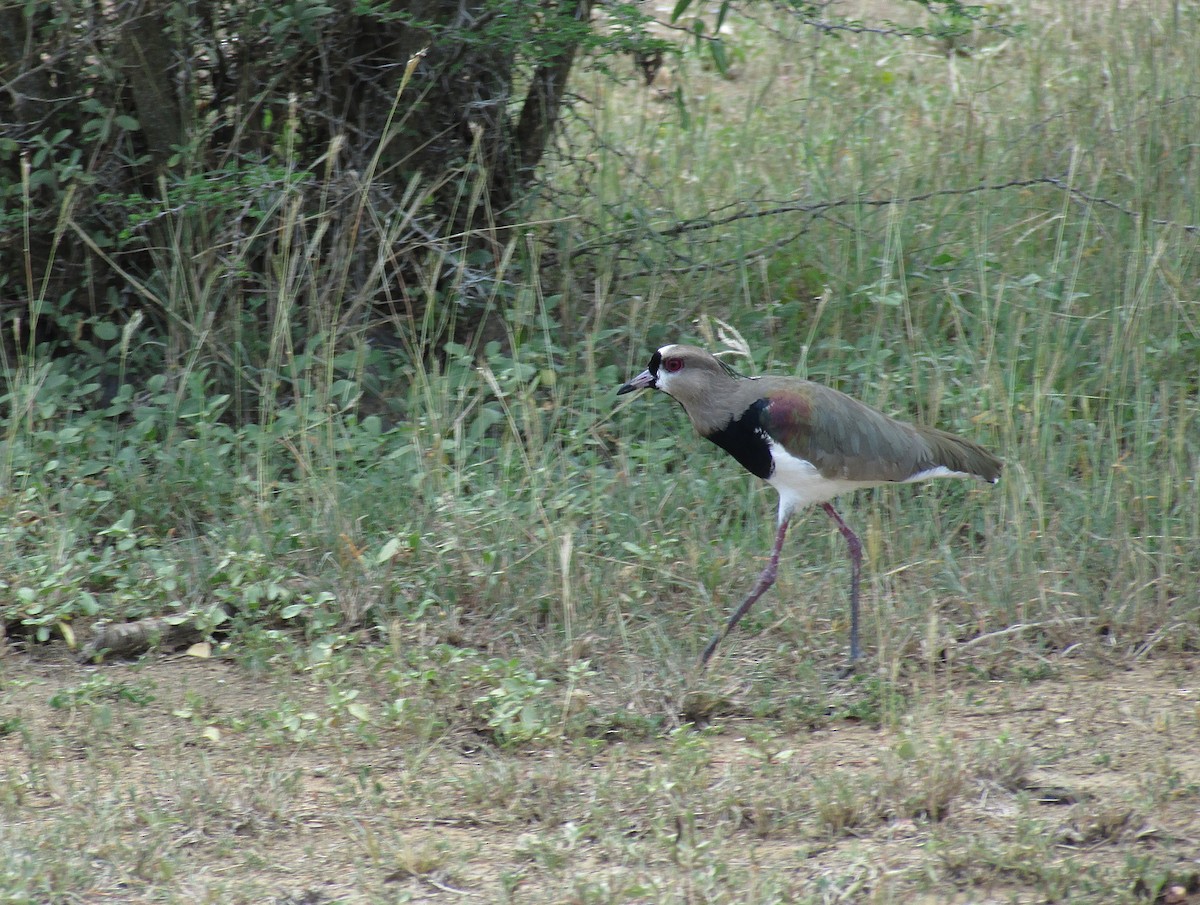 Southern Lapwing - Eduardo Freitez Gassán