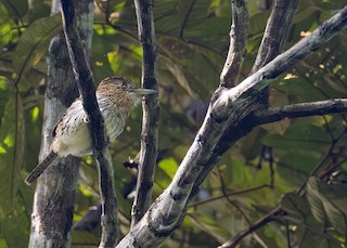 Eastern Striolated-Puffbird (Natterer's) - eBird
