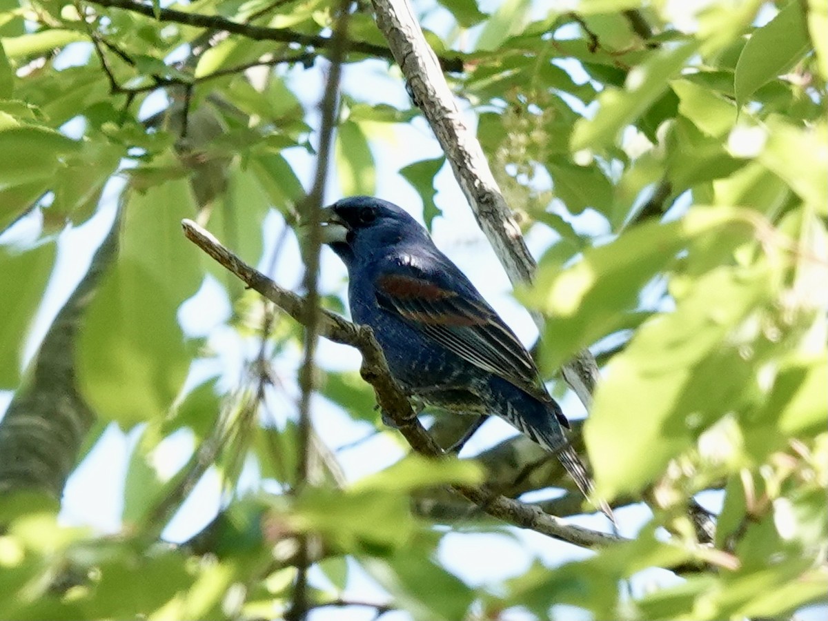 Blue Grosbeak - Matthew Auchter