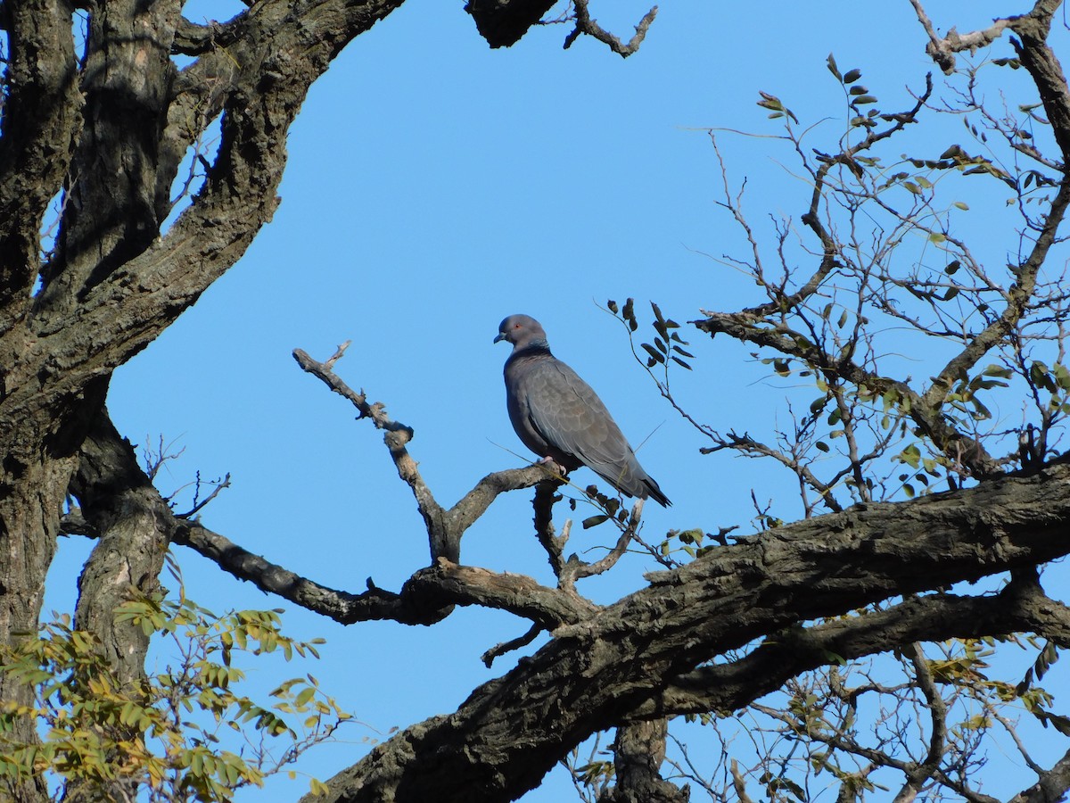 Picazuro Pigeon - ML618858125