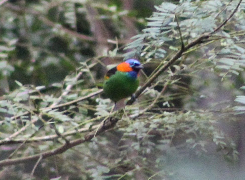 Red-necked Tanager - Pedro Behne