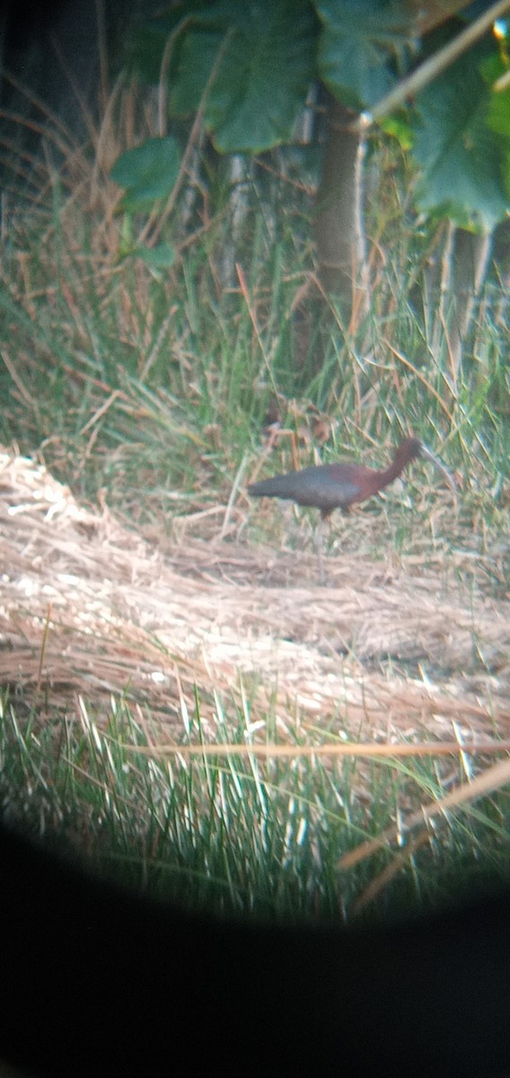 Glossy Ibis - Jadie Allard