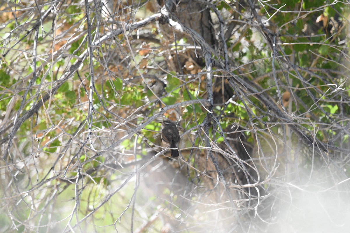 Bewick's Wren - Mickey Dyke