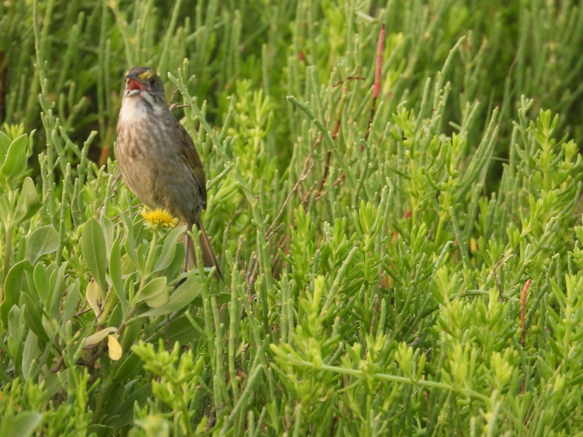 Seaside Sparrow - Terry  Little