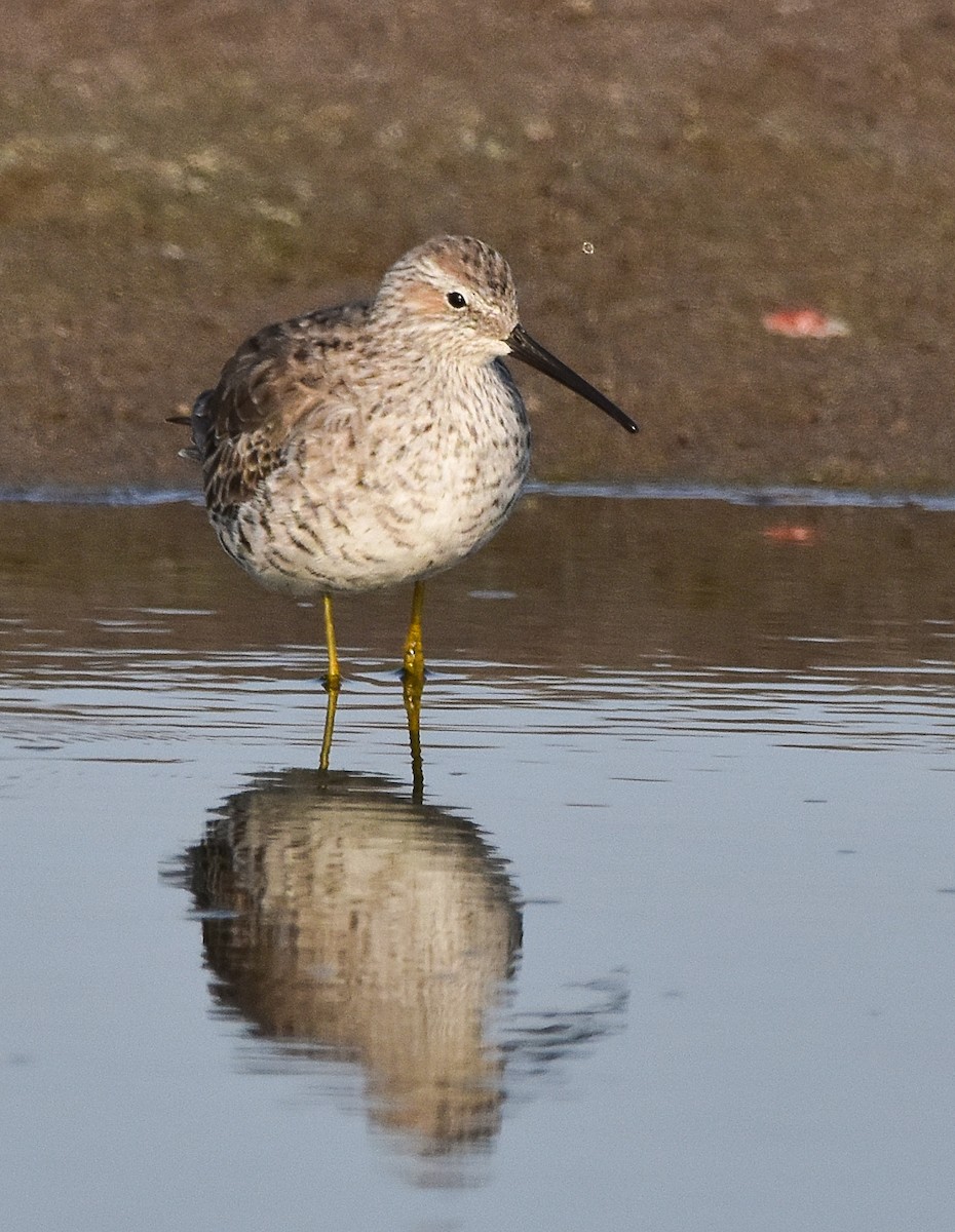 Stilt Sandpiper - ML618858158