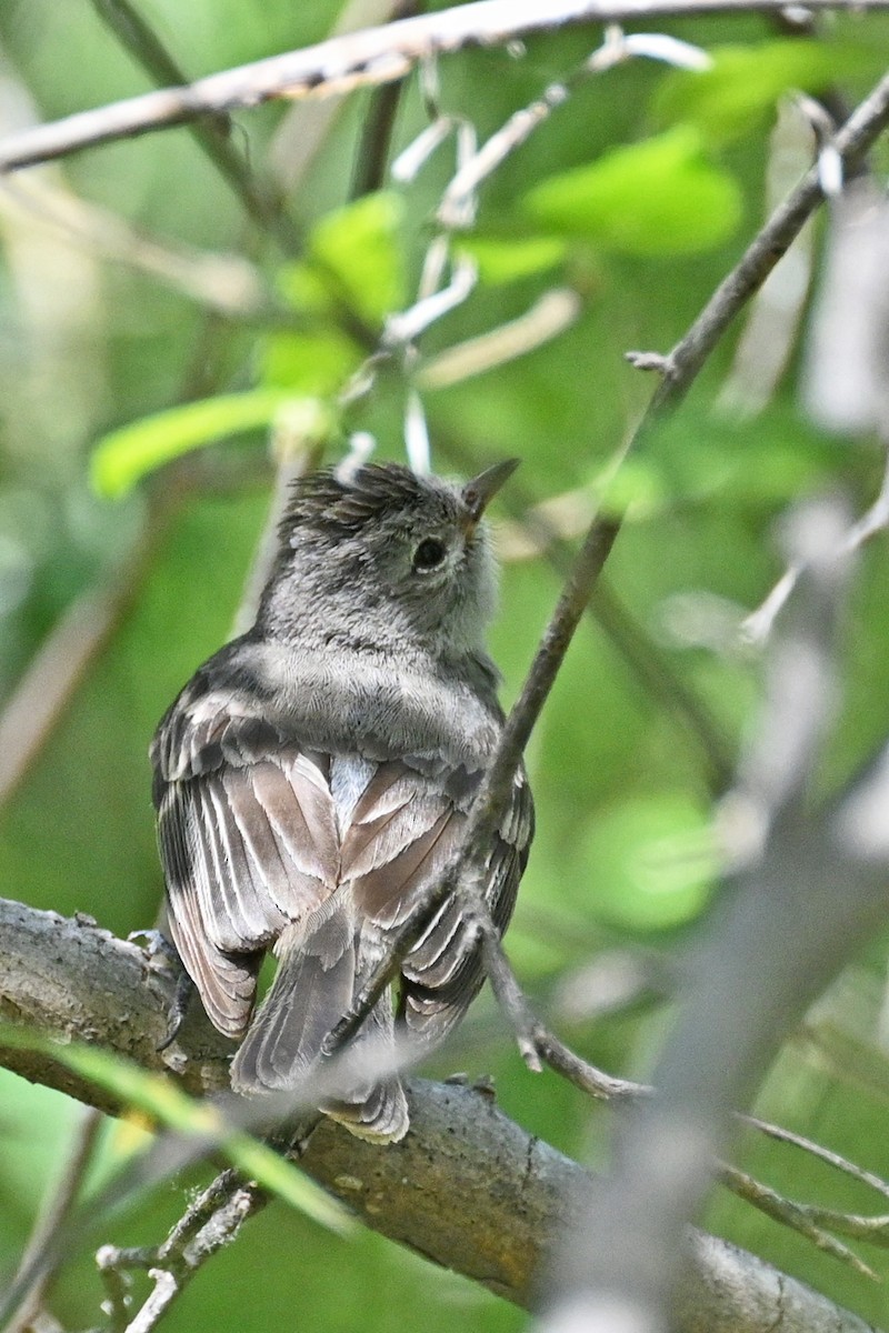 Northern Beardless-Tyrannulet - Faye Spencer