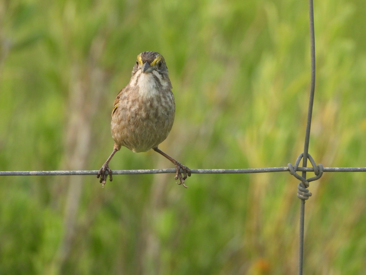 Seaside Sparrow - Terry  Little