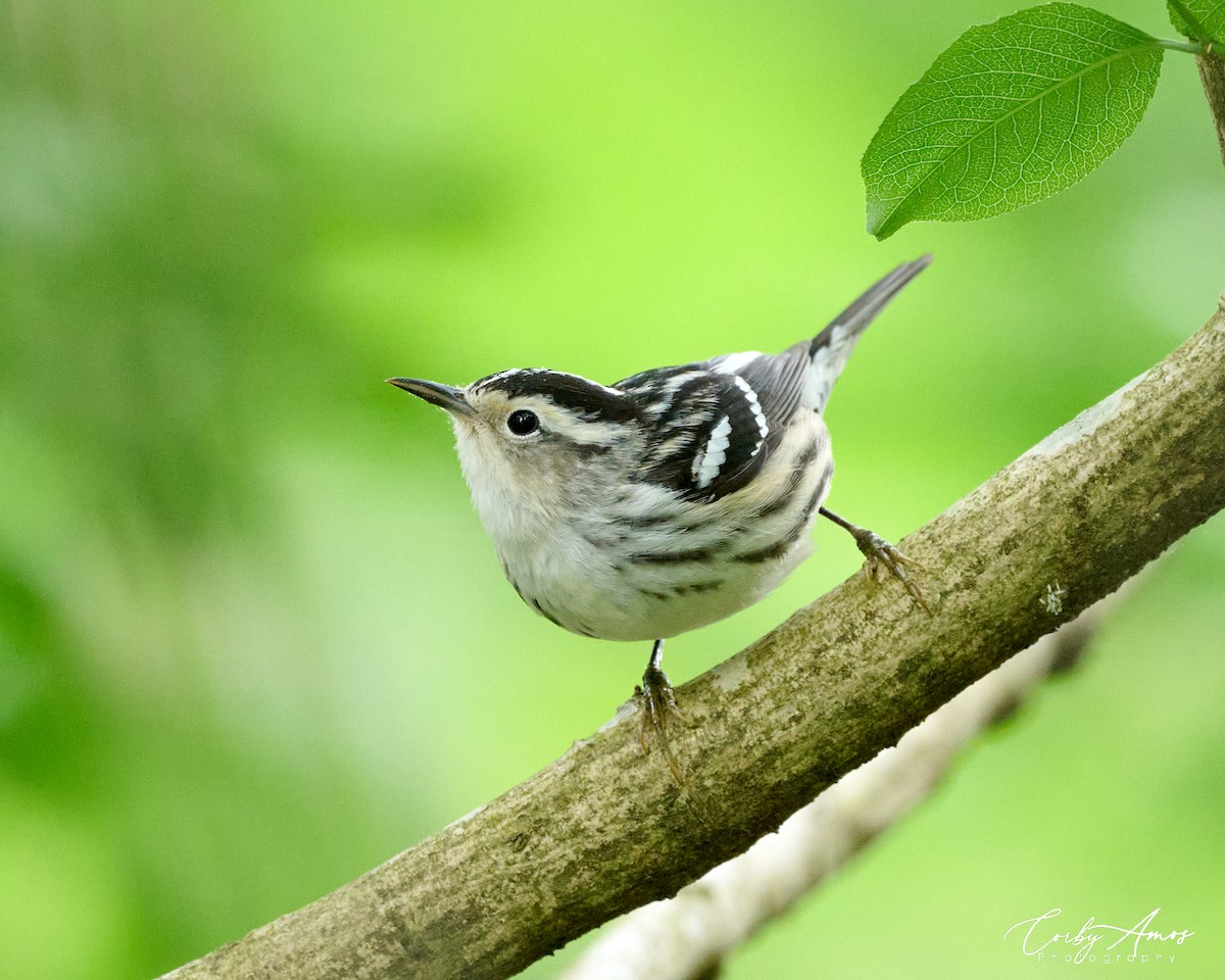 Black-and-white Warbler - Corby Amos