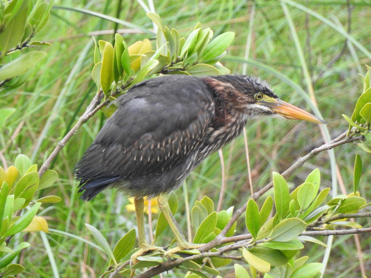 Green Heron - David Rios