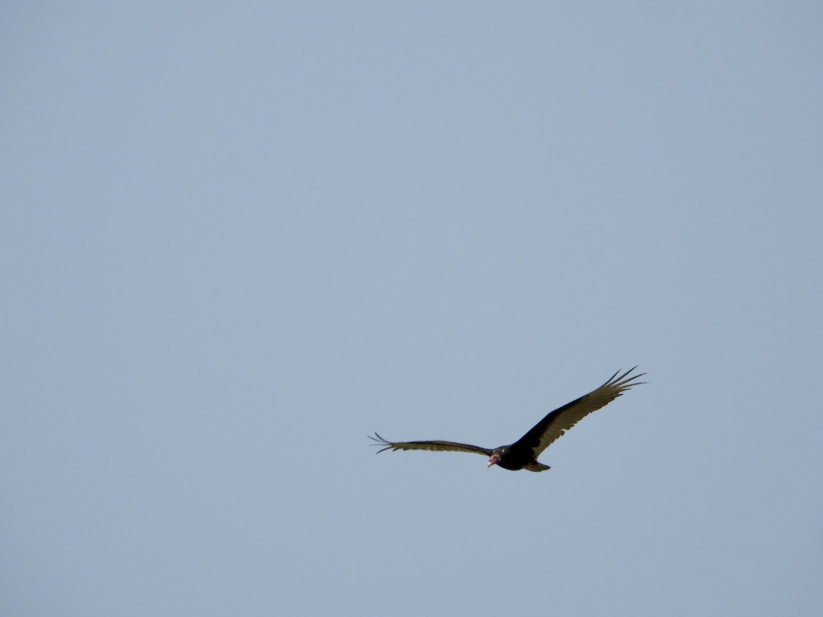 Turkey Vulture - ML618858178