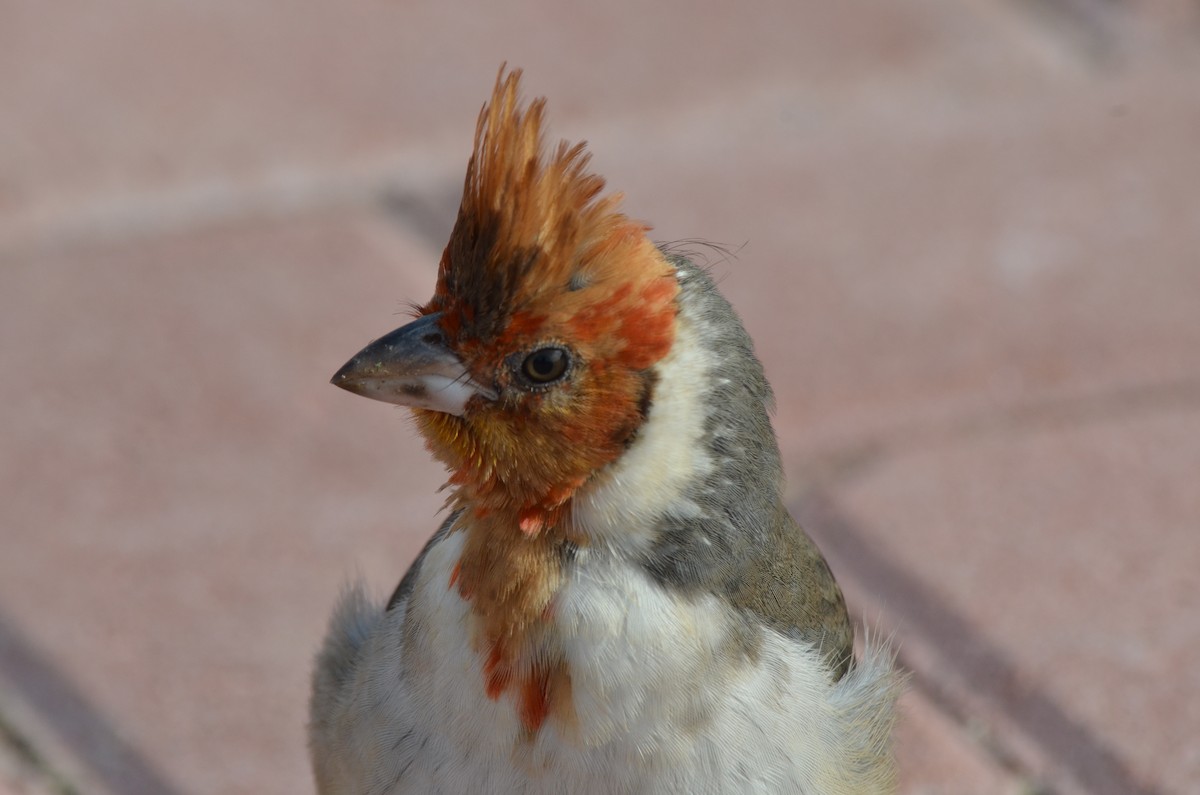 Red-crested Cardinal - Iván Eroles