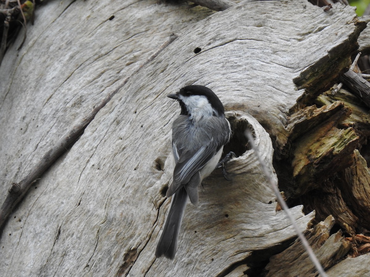 Black-capped Chickadee - Zain Sirohey