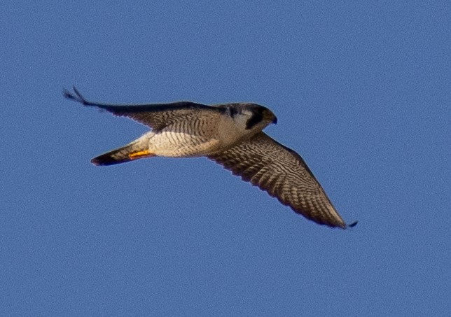 Peregrine Falcon - Jim Wilson