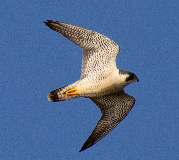 Peregrine Falcon - Jim Wilson