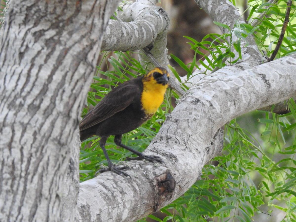 Yellow-headed Blackbird - David Rios