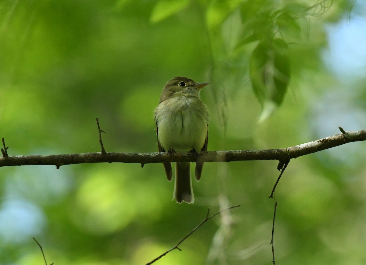 Acadian Flycatcher - ML618858225