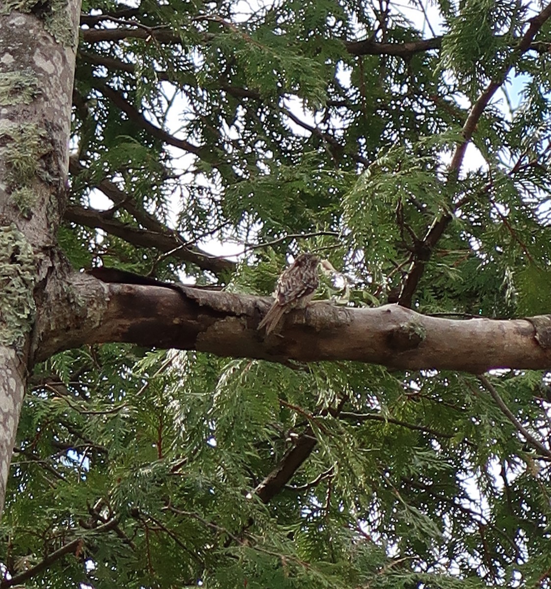 Brown Creeper - Kevin Glueckert