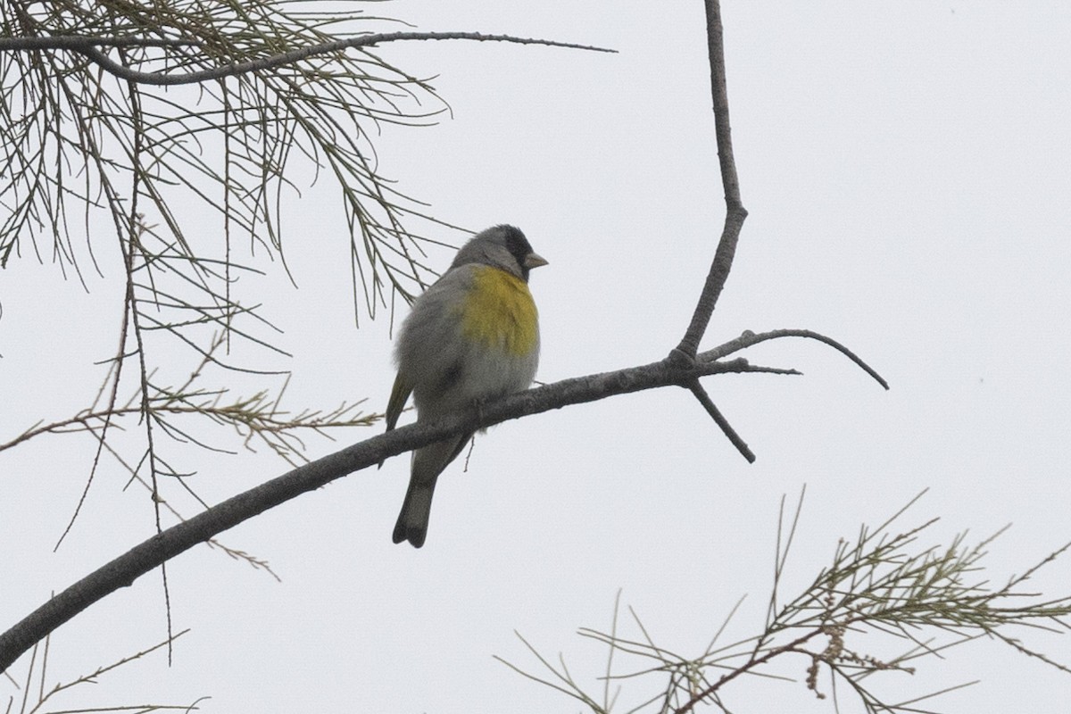 Lawrence's Goldfinch - ML618858230