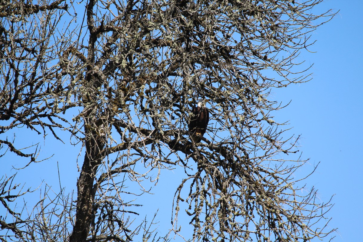 Bald Eagle - ML618858232