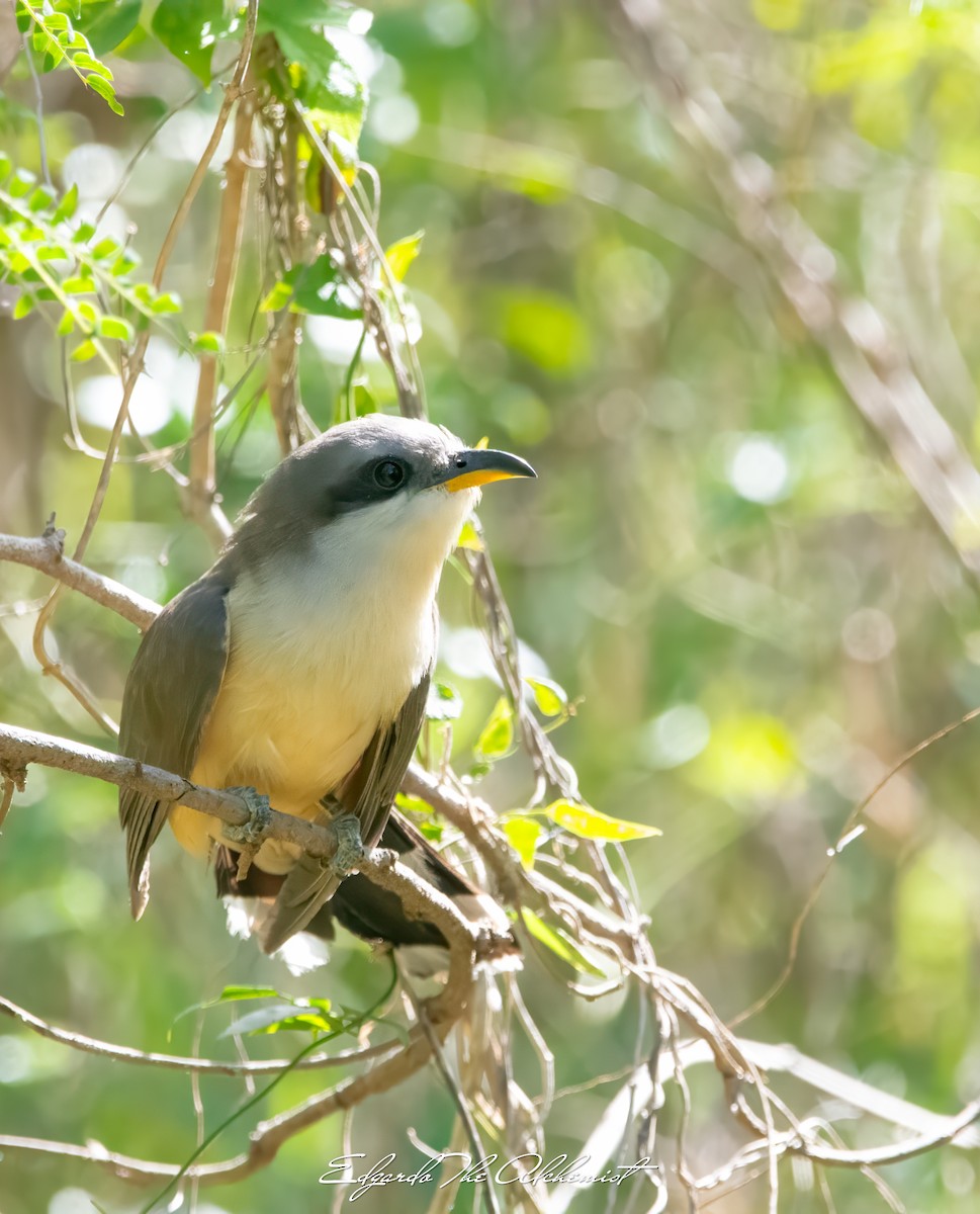 Mangrove Cuckoo - ML618858234