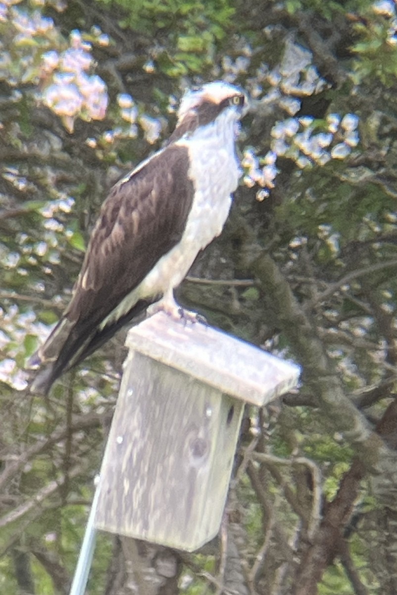 Osprey - Anonymous