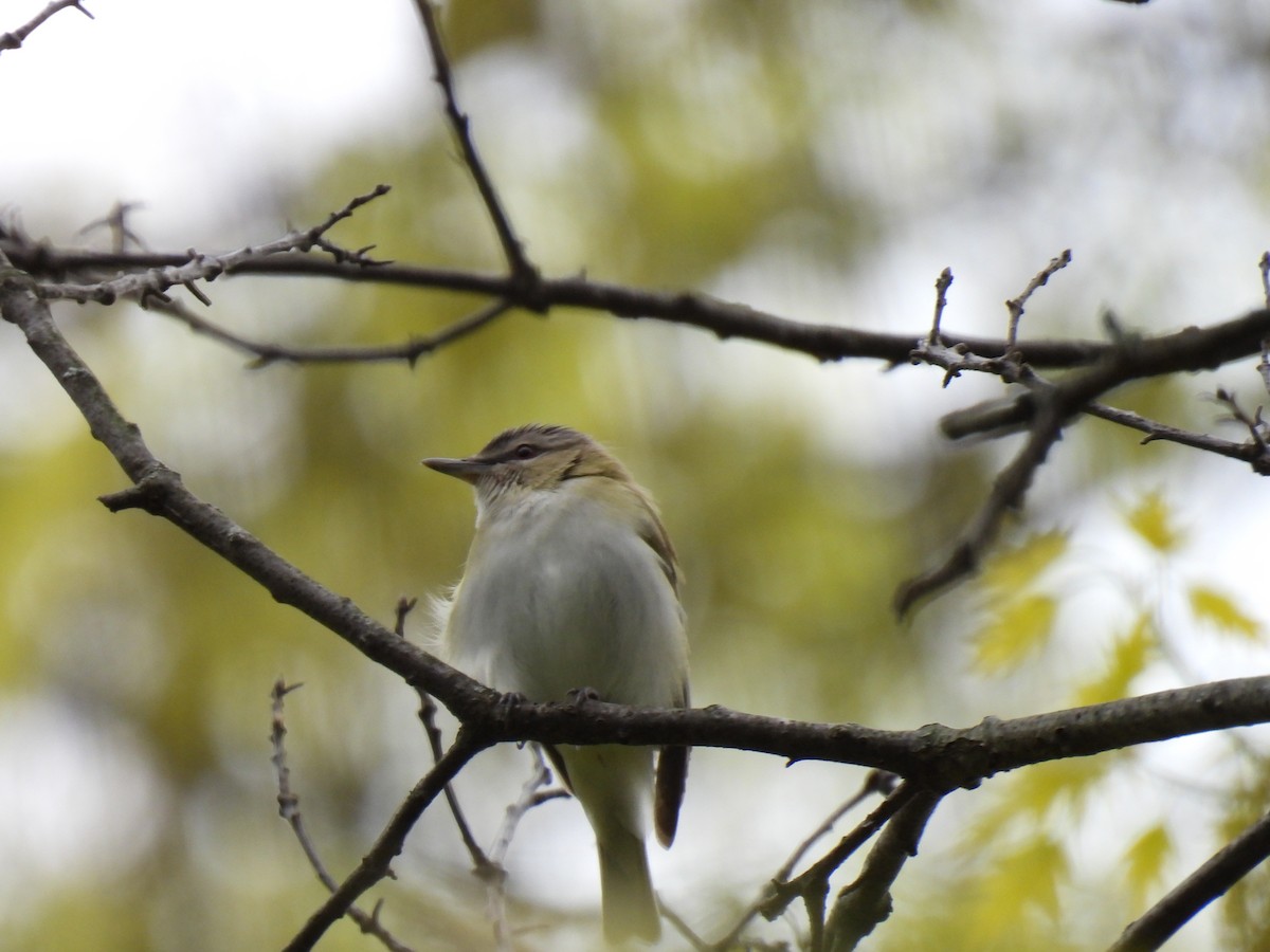 Red-eyed Vireo - Kristina Beeby Curtis