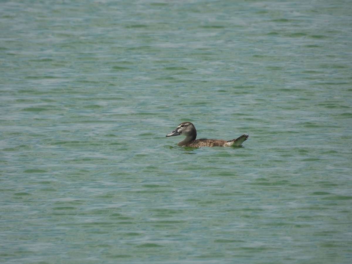 Blue-winged Teal - Kevin Tapia