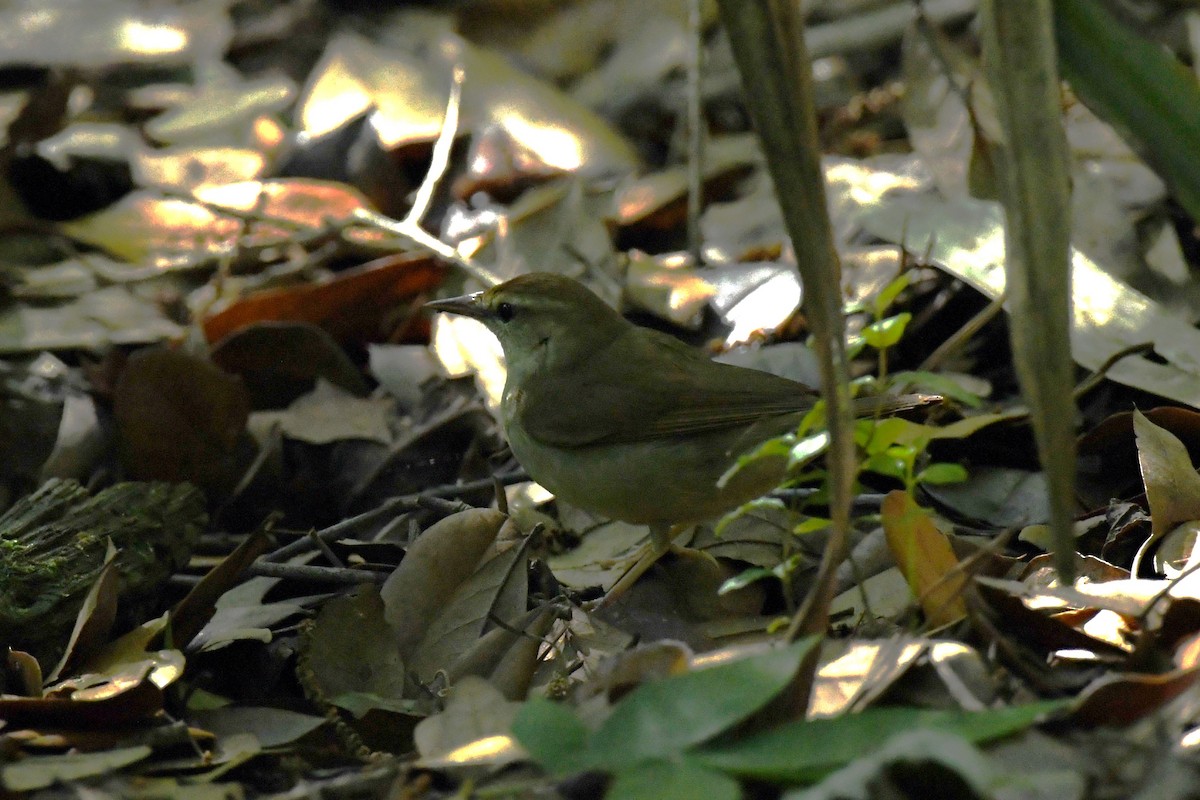 Swainson's Warbler - ML618858261