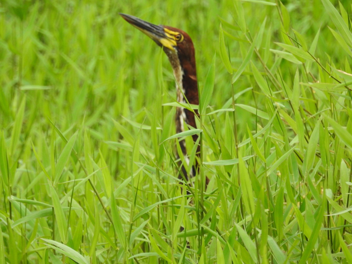 Rufescent Tiger-Heron - Cynthia González Soroka