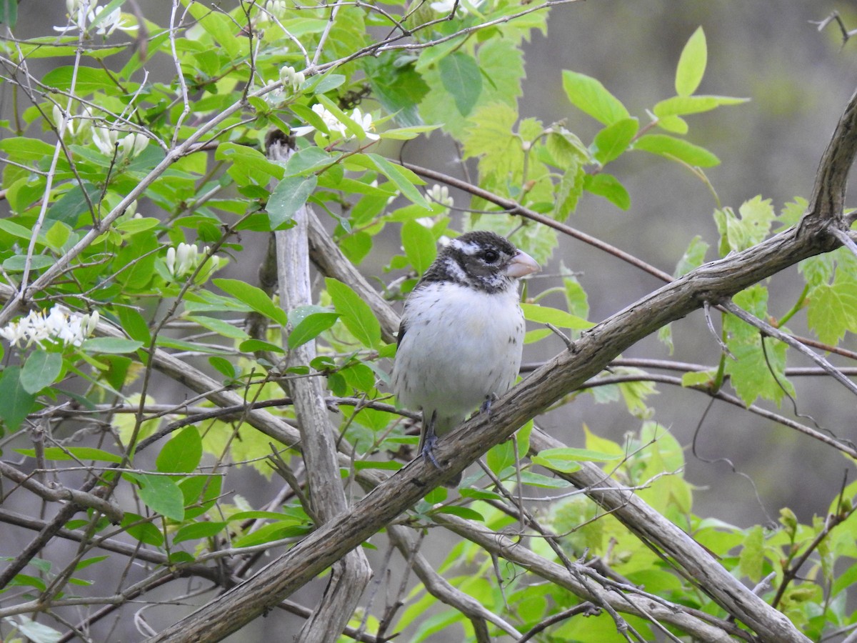 Rose-breasted Grosbeak - Zain Sirohey