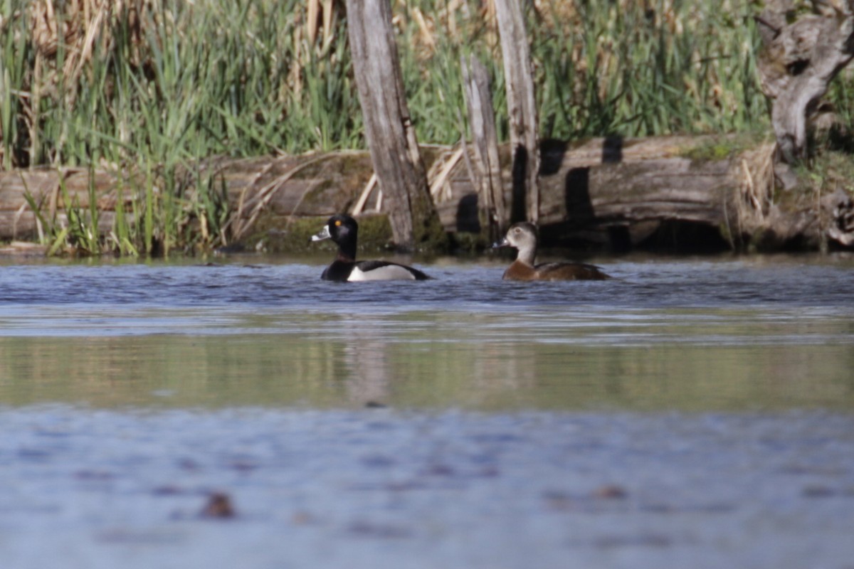 Ring-necked Duck - Malinda Chapman