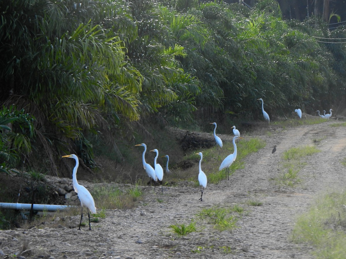 Great Egret - Alido junior