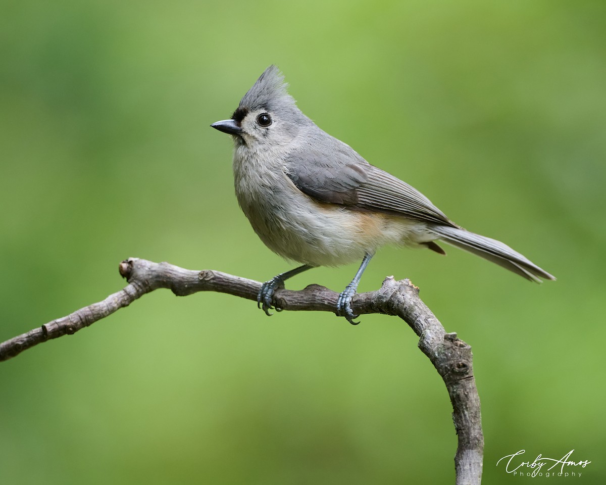 Tufted Titmouse - Corby Amos