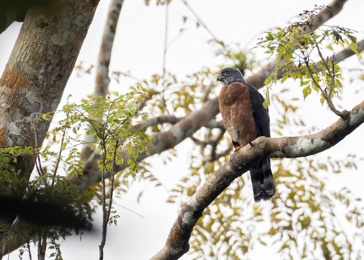 Double-toothed Kite - Caio Brito