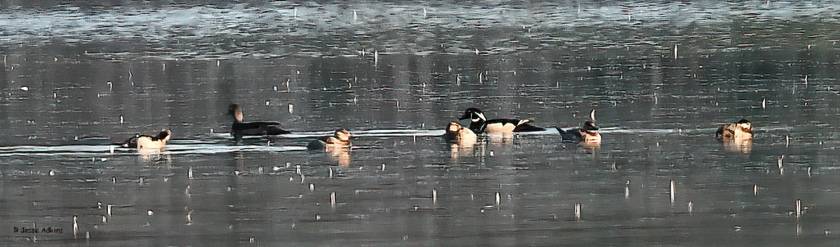 Wood Duck - Jesse Adkins