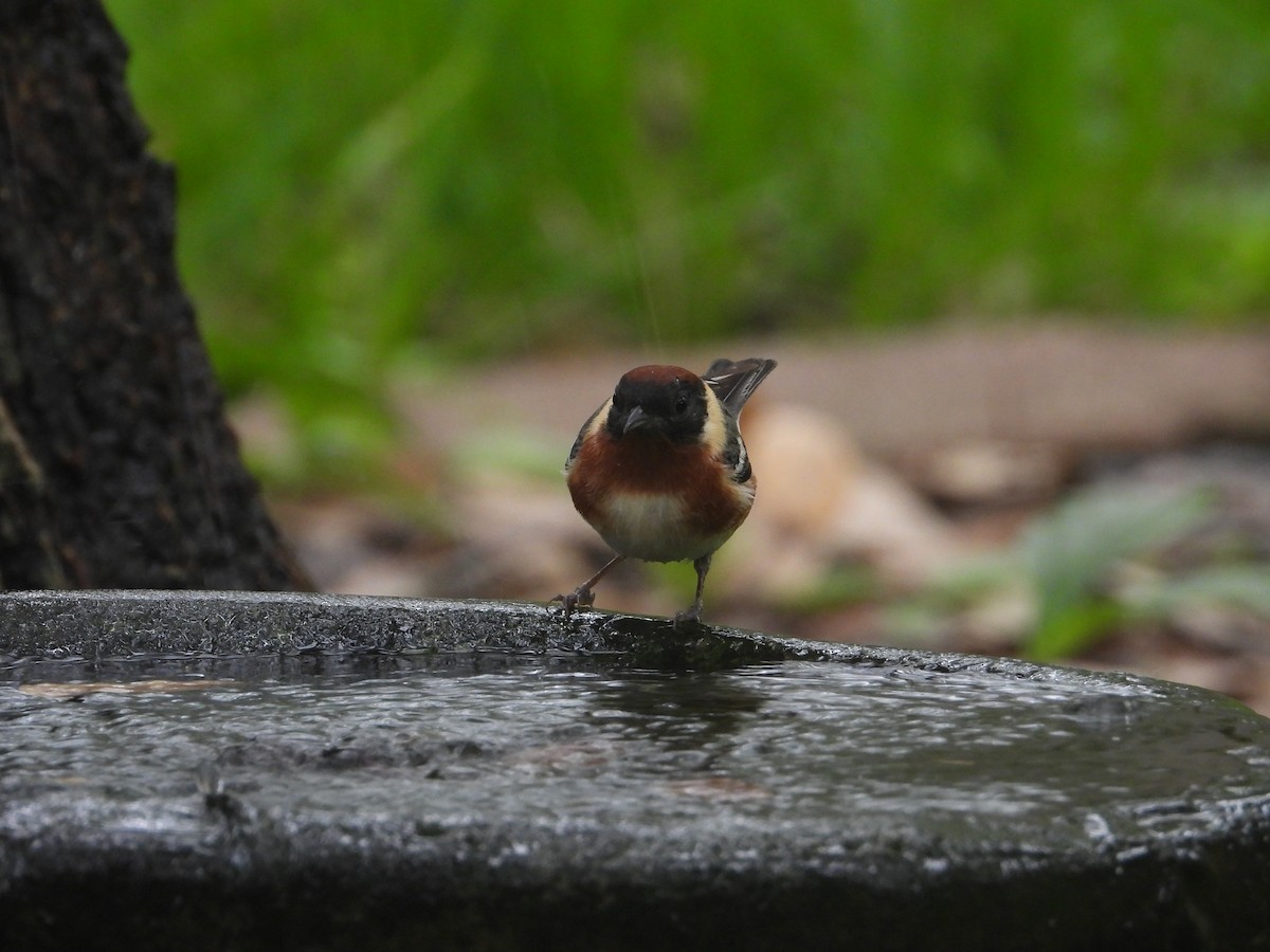 Bay-breasted Warbler - Terry  Little