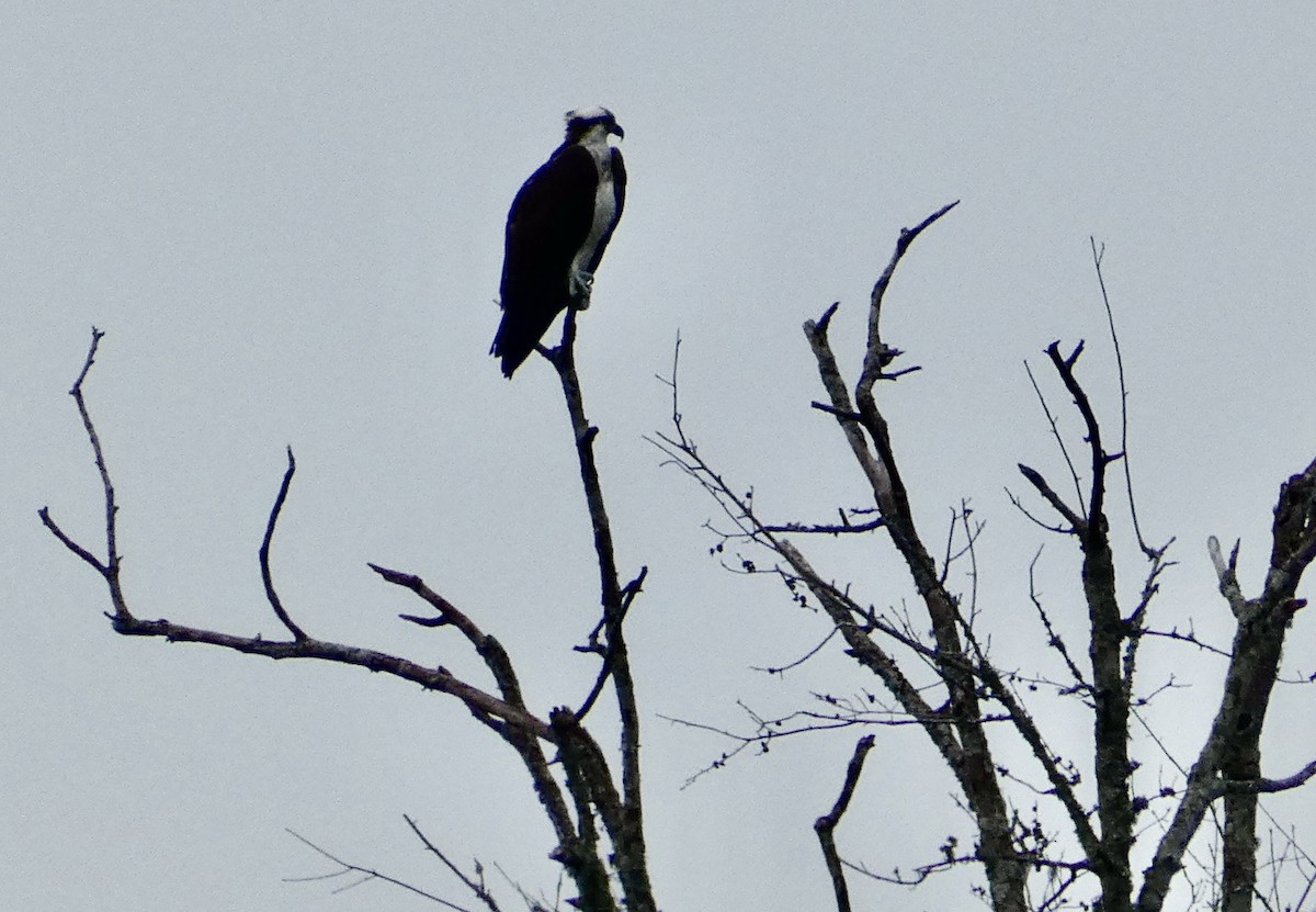 Osprey - Joanne "JoJo" Bradbury