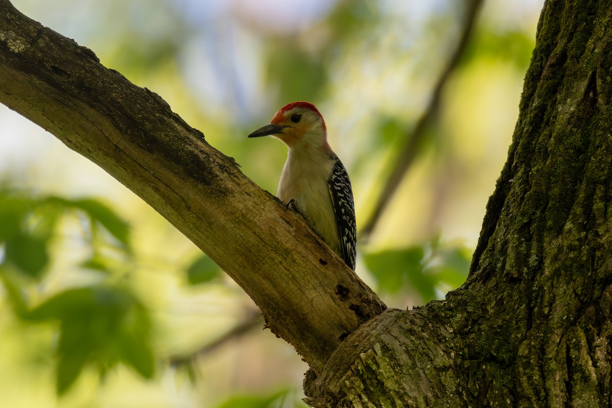 Red-bellied Woodpecker - ML618858330