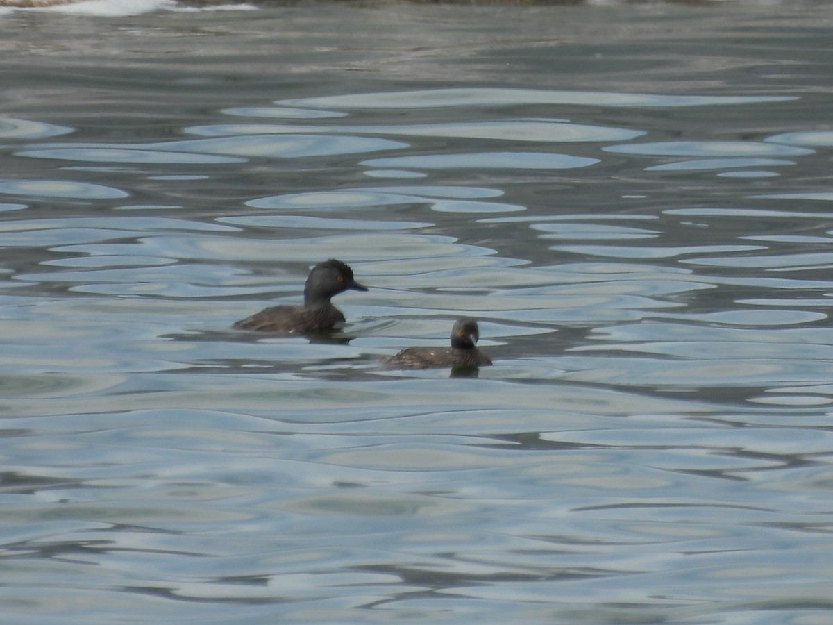 Least Grebe - ML618858335