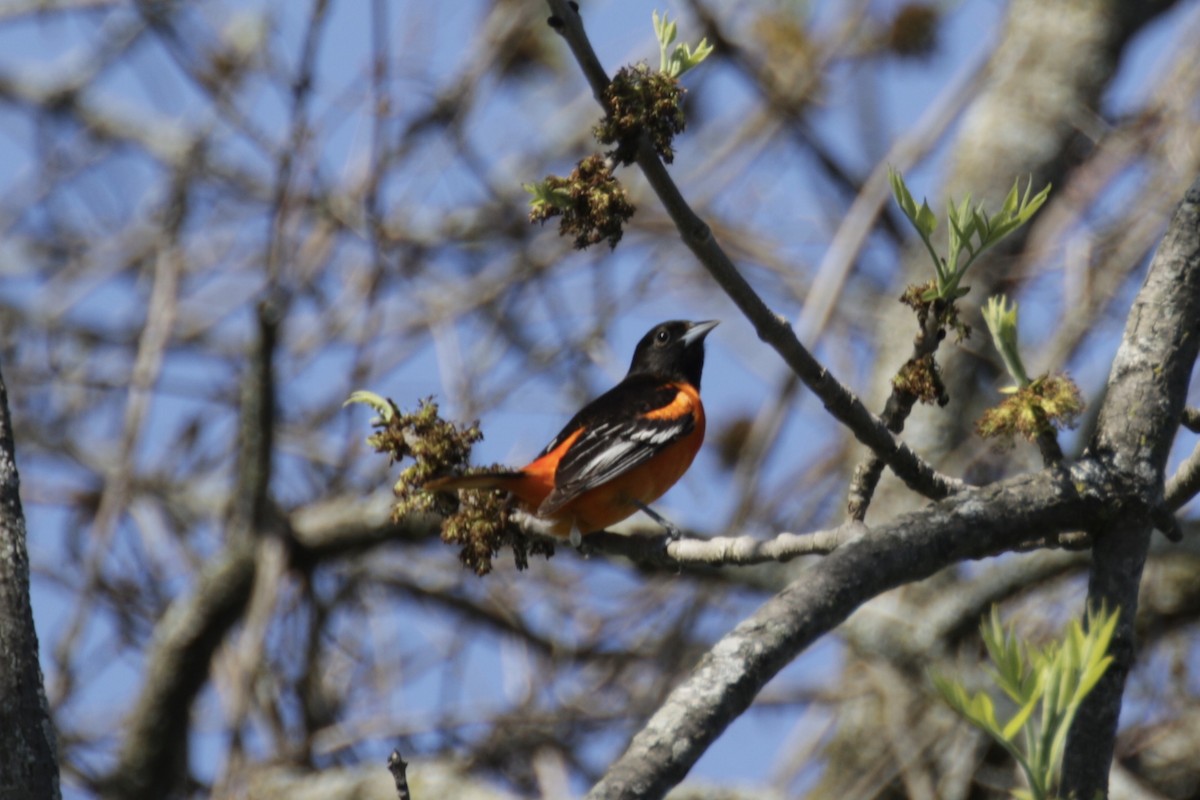 Baltimore Oriole - Malinda Chapman