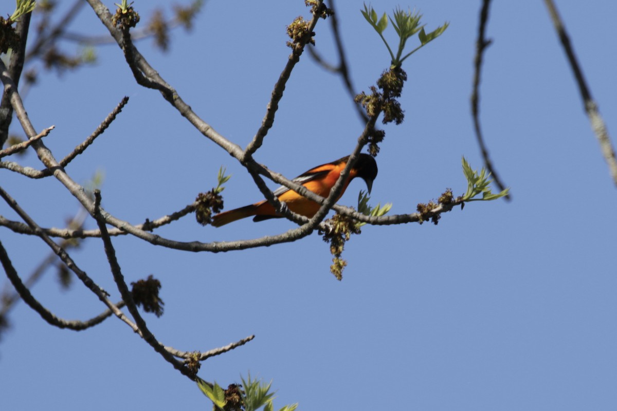 Baltimore Oriole - Malinda Chapman