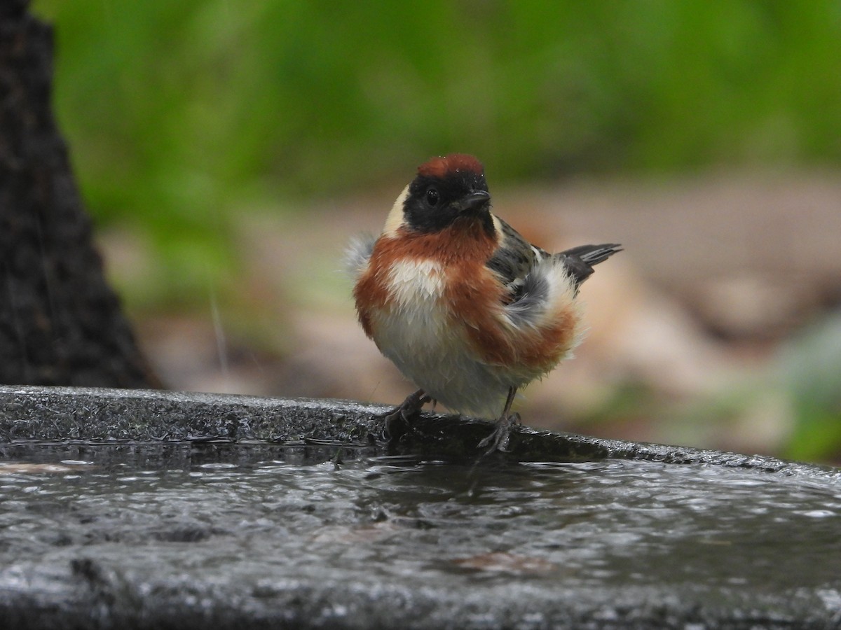 Bay-breasted Warbler - Terry  Little