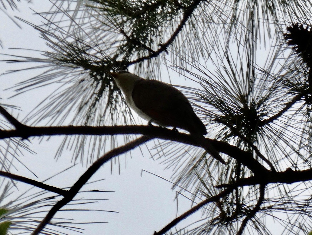 Yellow-billed Cuckoo - Joanne "JoJo" Bradbury