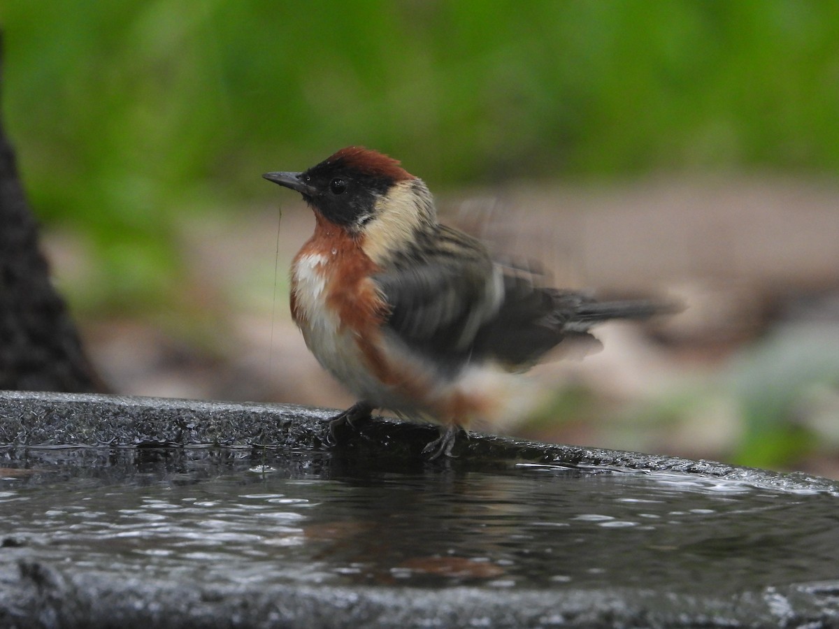 Bay-breasted Warbler - Terry  Little