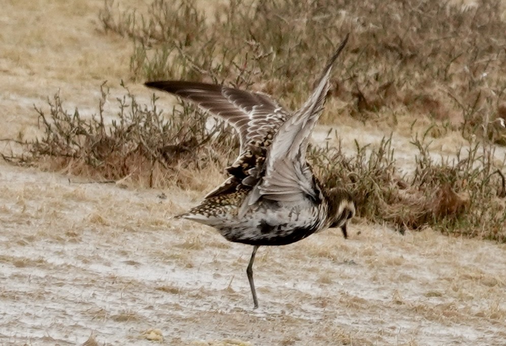 Pacific Golden-Plover - Bonnie Clarfield-Bylin