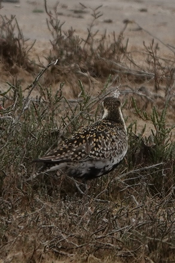 Pacific Golden-Plover - Bonnie Clarfield-Bylin