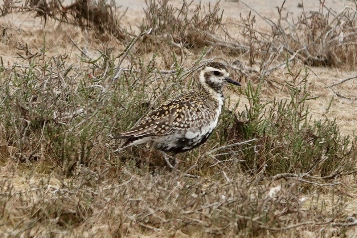 Pacific Golden-Plover - Bonnie Clarfield-Bylin